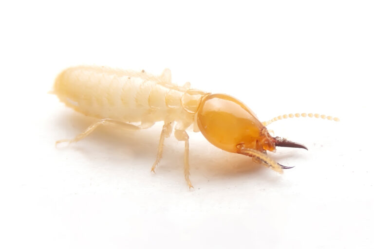 Subterranean Termites Killroy Pest Control