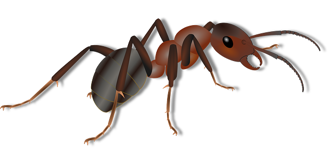 Ants and Ant Pest Control Services