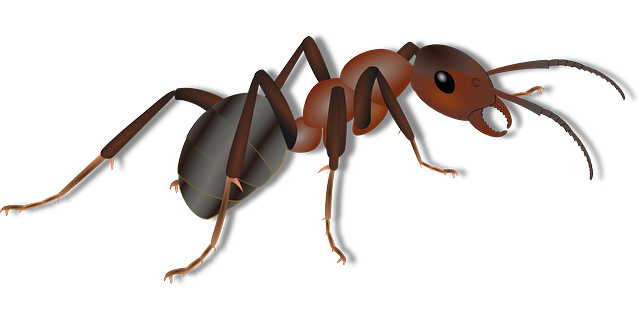 Ant Pest Control Santa Cruz CA Killroy Pest Control