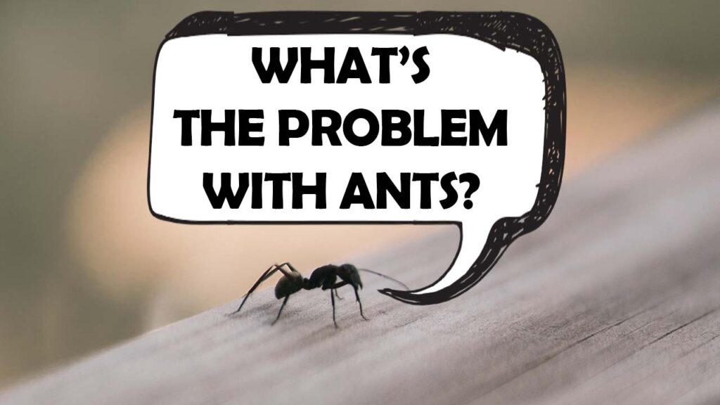 Why are ants a problem in your home