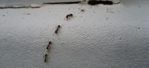 Ant Pest Control Santa Cruz CA Killroy Pest Control