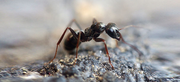 Carpenter Ant Pest Control Services