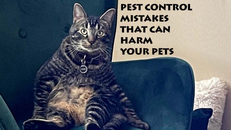 Pest Control Mistakes That Can Harm Your Pets
