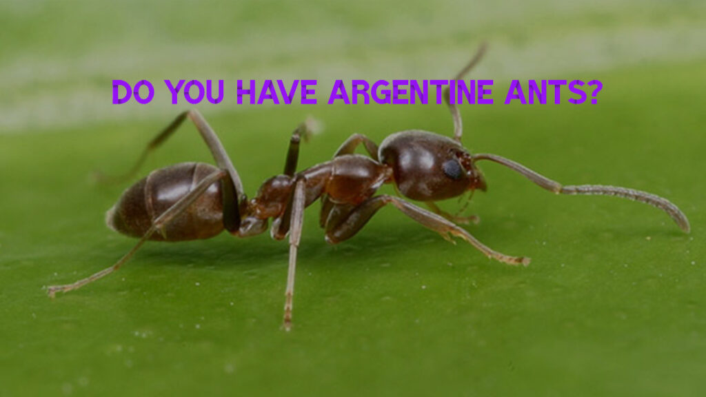 Do You have argentine ants?