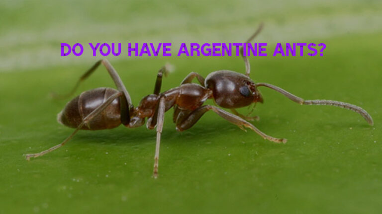 Do You have argentine ants?