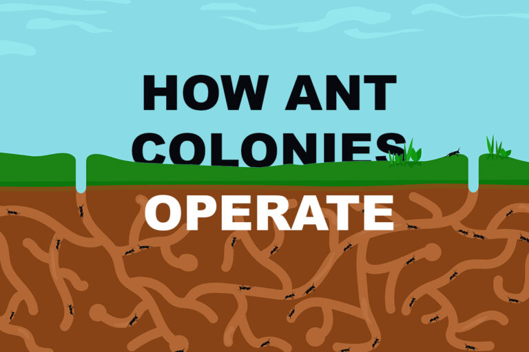 How Ant Colonies Operate
