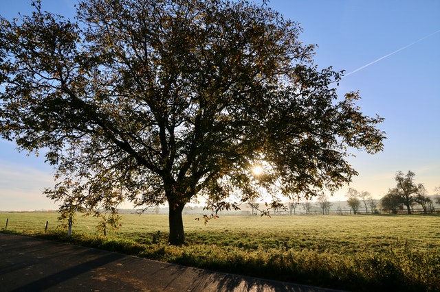 Oak Tree - Oak Moth Spray Treatment Service - Casner Exterminating