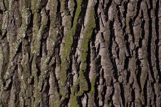 https://killroy.com/wp-content/uploads/2021/02/Oak-Tree-Pest-and-Disease-Control%E2%80%8B-5.jpg