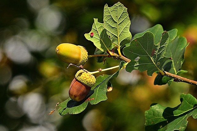 Oak Tree Pest and Disease Control​