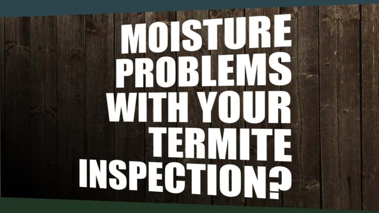 Moisture Problems to Look Out for During a Termite Inspection