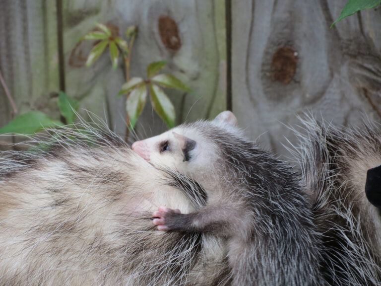 wild-opossum-control