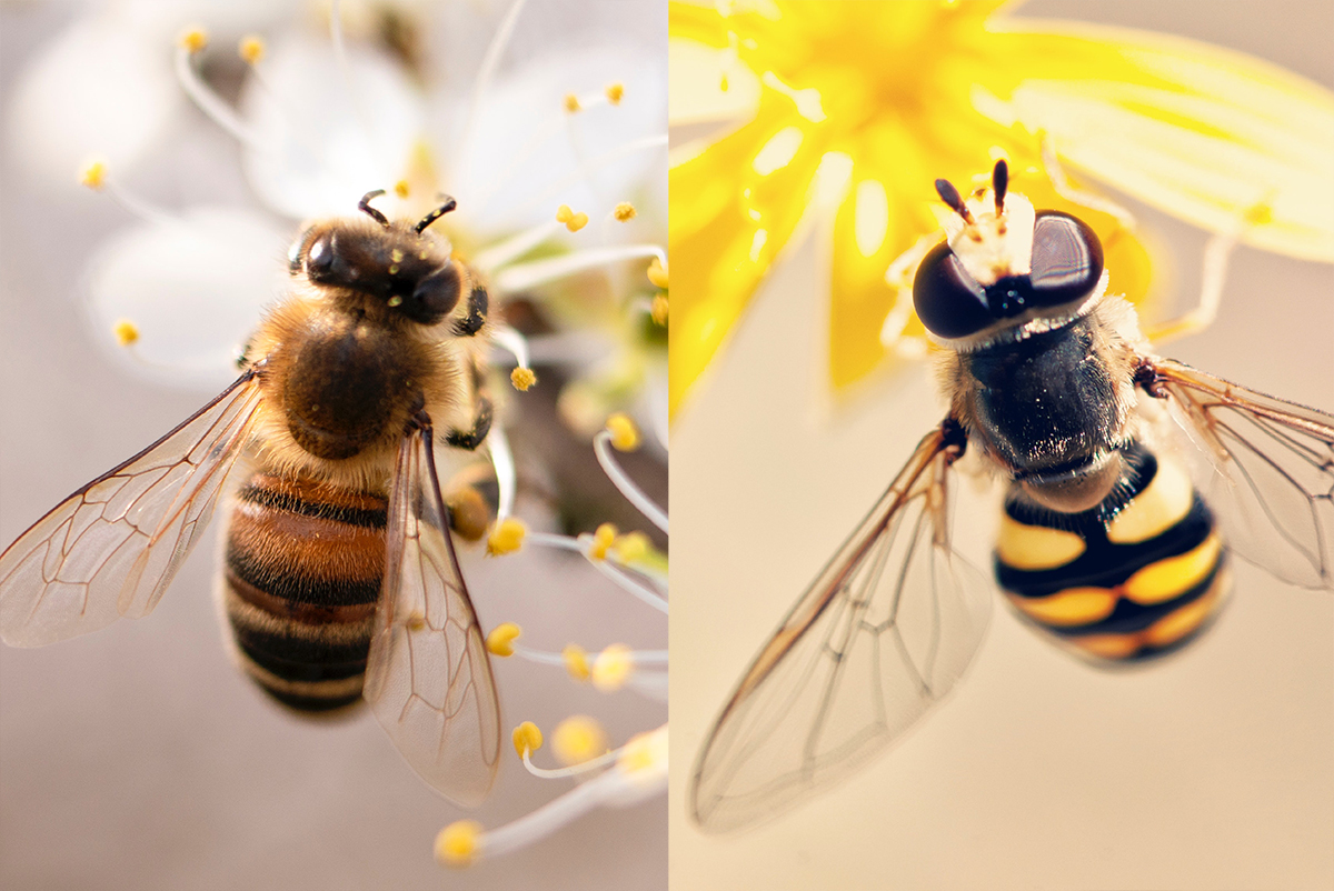 Bees & Wasps Pest Control Bay Area Killroy Pest Control