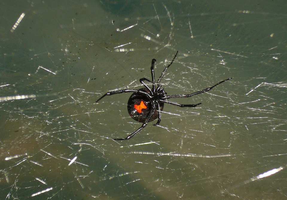 House Spiders Brown