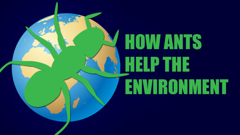 How Ants Help the Environment
