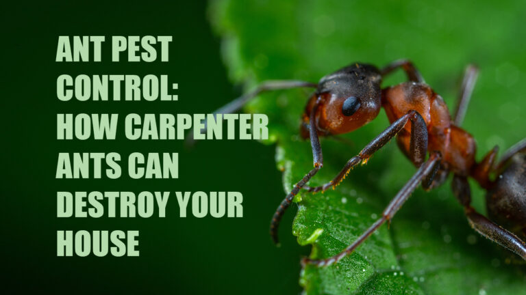 How Carpenter Ants Can Destroy Your House