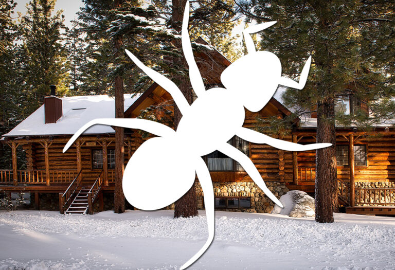 Winter Guide to Termite Inspections