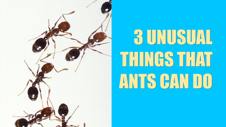 3 Unusual Things That Ants Can Do