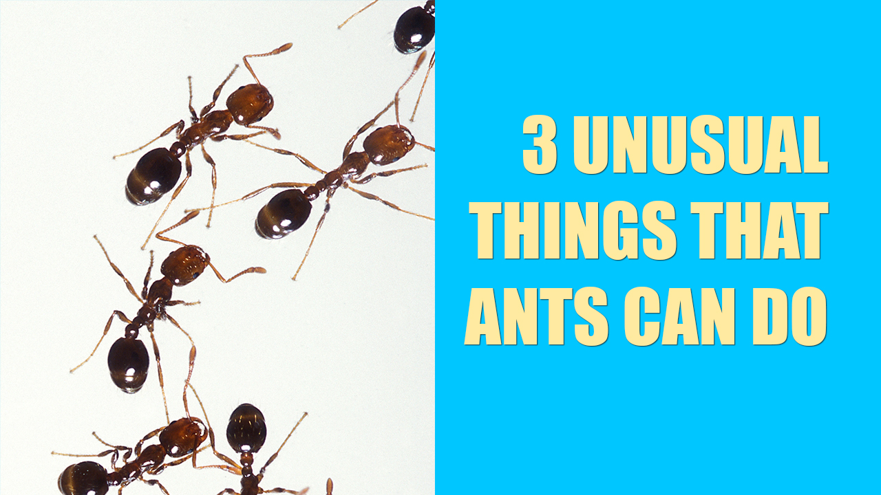3 Unusual Things That Ants Can Do Killroy Pest Control