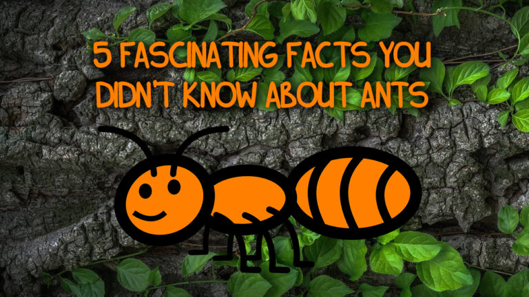 5 Fascinating Facts You Didn’t Know About Ants