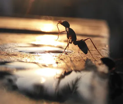 Ants Can Predict Rain