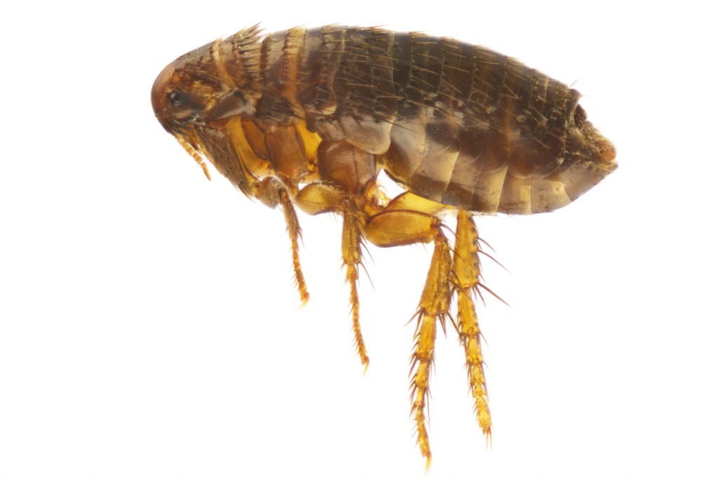 Flea Pest Control in Livermore