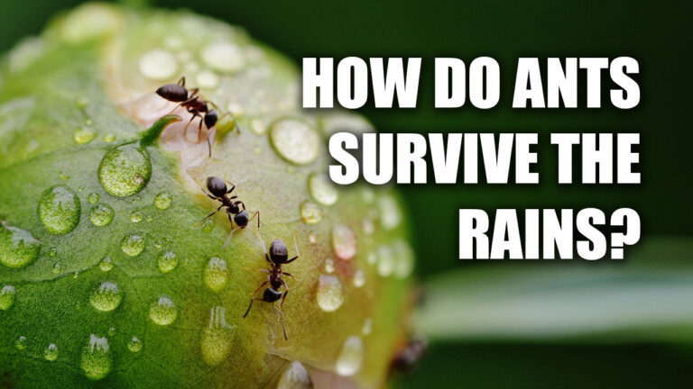How Ants Survive the Rain
