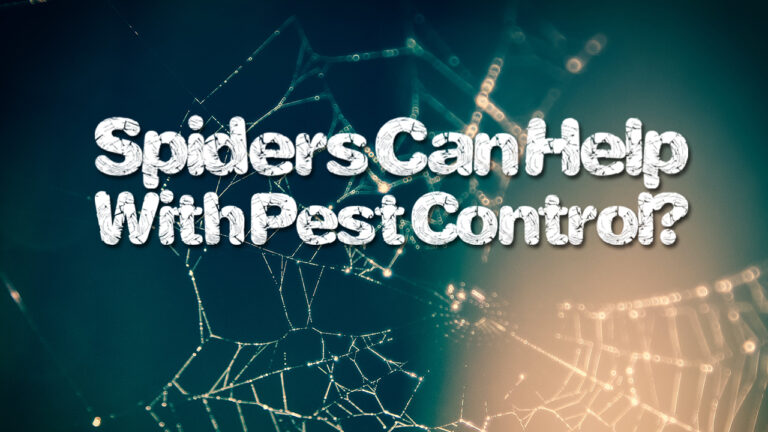 How Spiders Can Help You With Pest Control