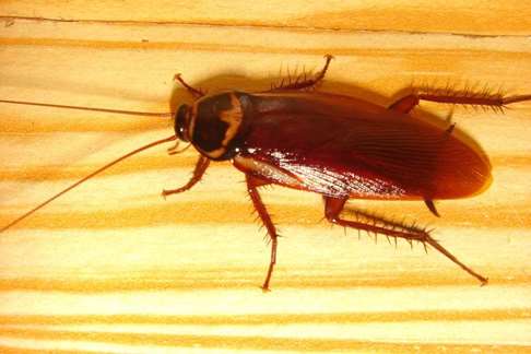 Livermore Cockroach Control