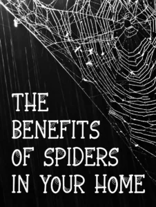 The Benefits of Spiders in Your Home