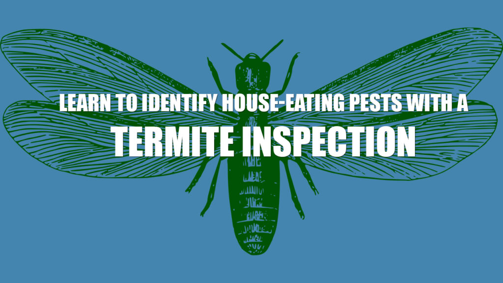 Learn to Identify House-Eating Pests With a Termite Inspection