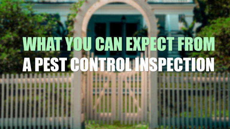 What You Can Expect From a Pest Control Inspection