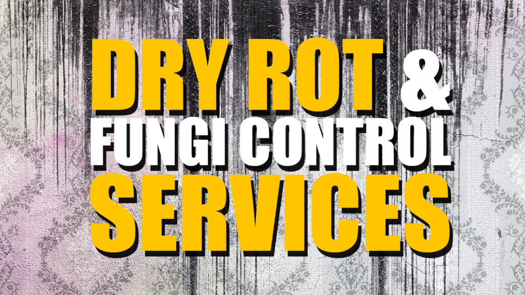 Dry Rot and Fungi Control Services