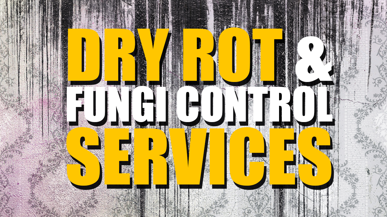 Dry Rot & Fungi Control | Cleaning and Removal | Killroy Pest Control