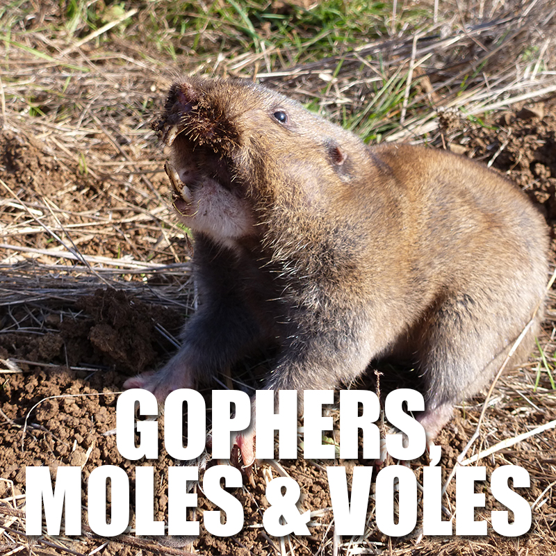 Gophers Moles and Voles Tile