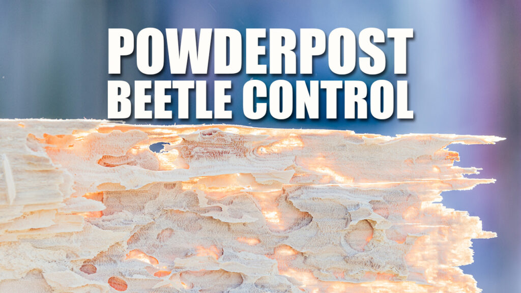 Powderpost Beetle Control Services