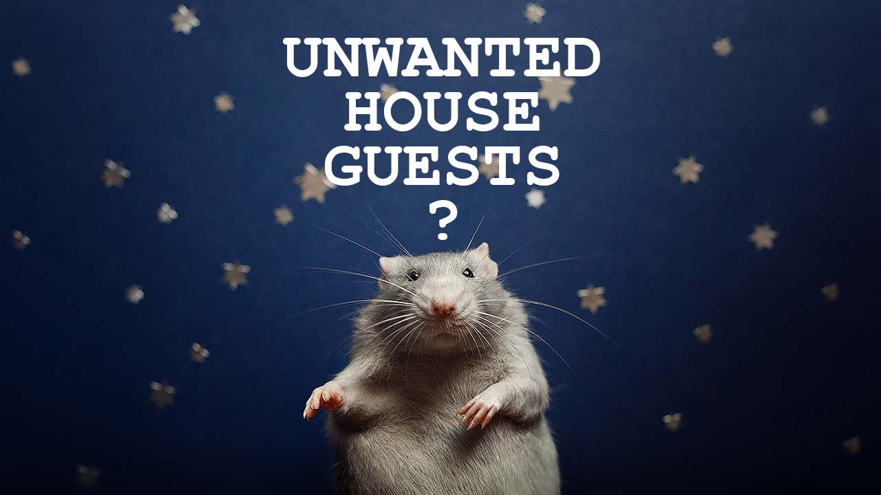 Rat Control Tracy Exterminators Killroy Pest Control