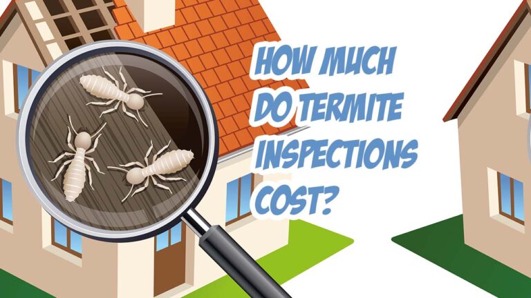 How Much Do Termite Inspections Cost