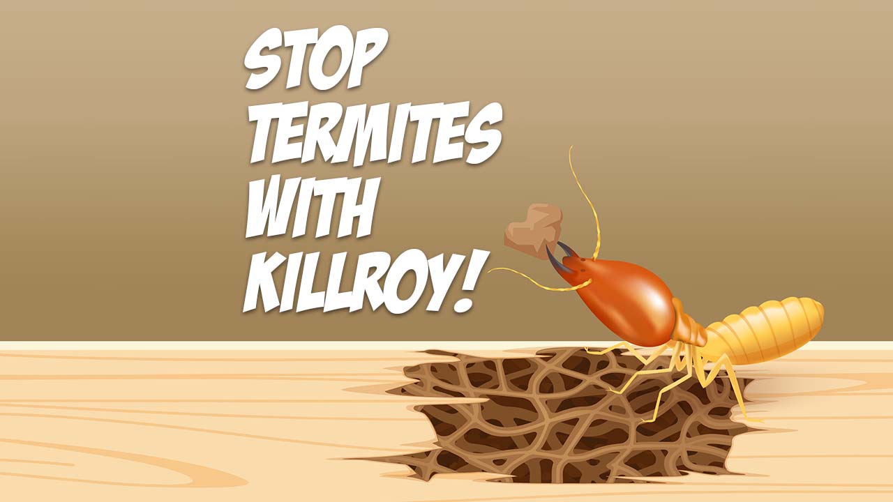 Termite Inspection in Hollister Killroy Pest Control