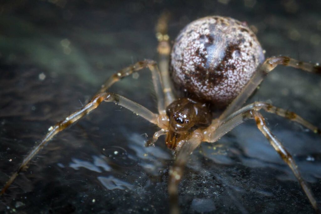 American House Spider or Parasteatoda Tepidariorum