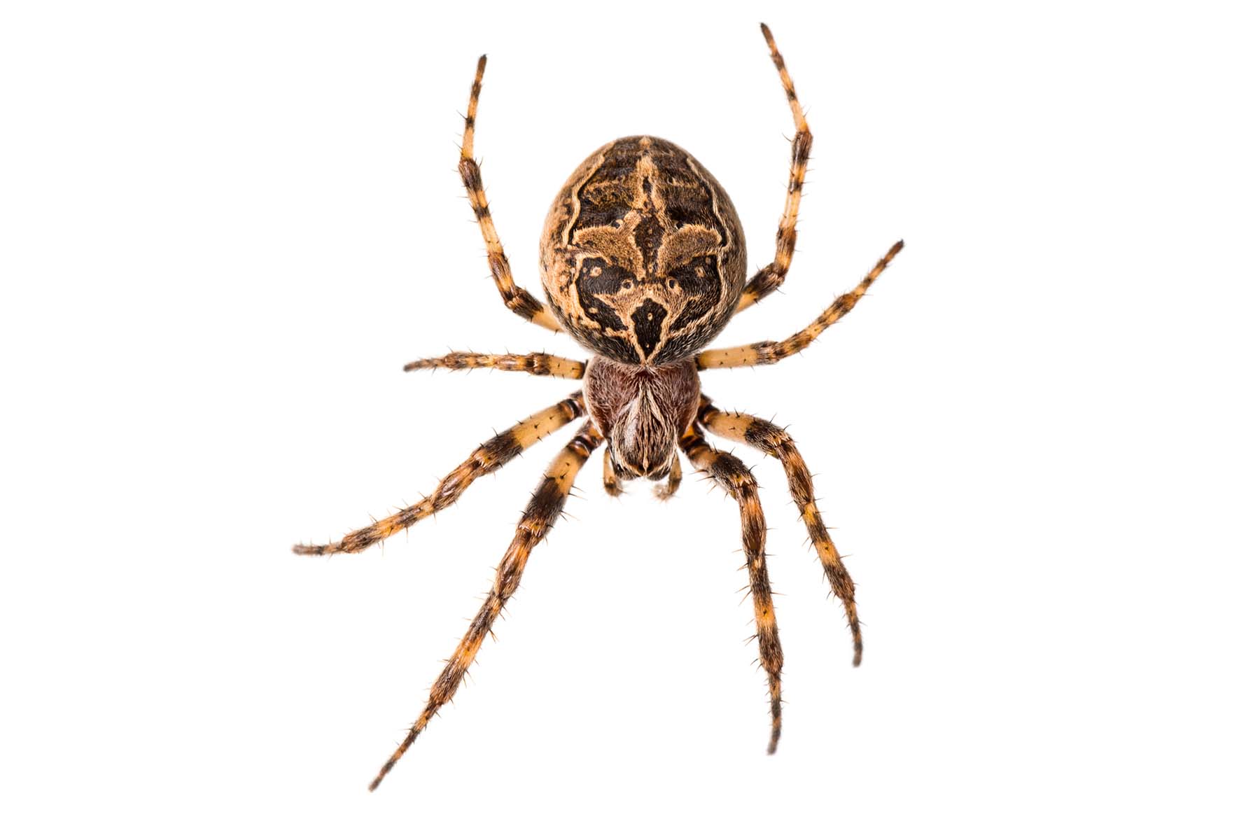 Residential Spiders Of California Killroy Pest Control   Araneus Diadematus Sac Spider Or Cross Spider 