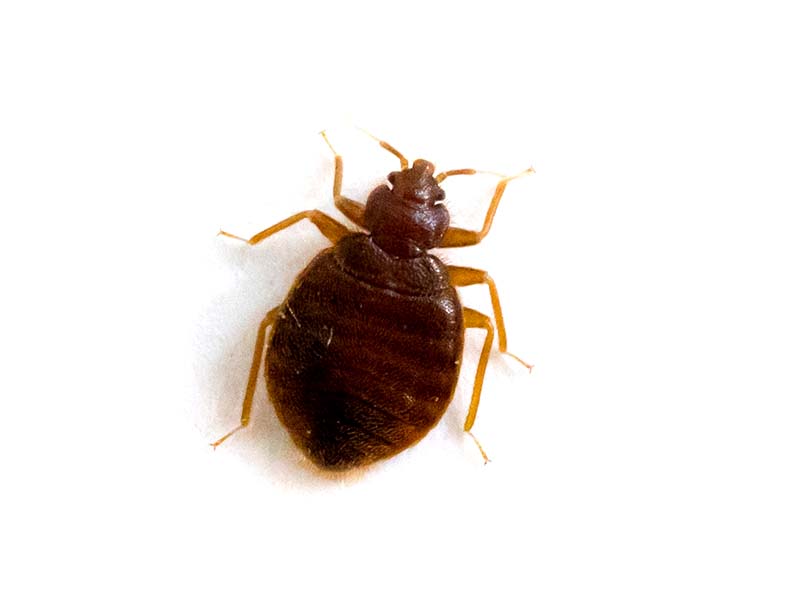 Bed Bug Pest Control in San Ramon