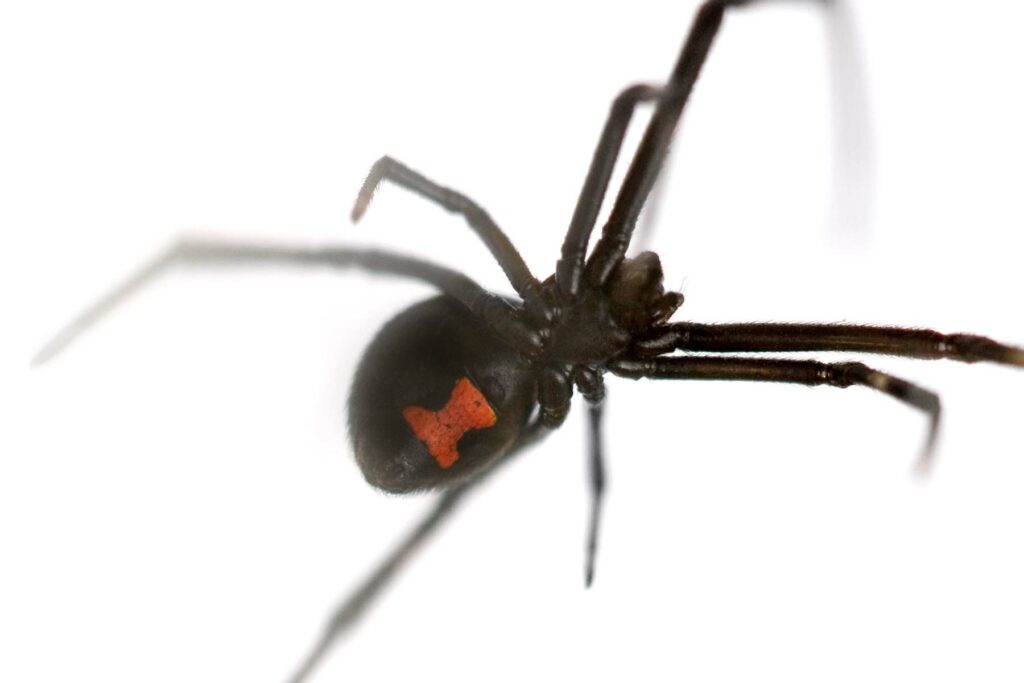 Black Widow or Latrodectus Hesperus