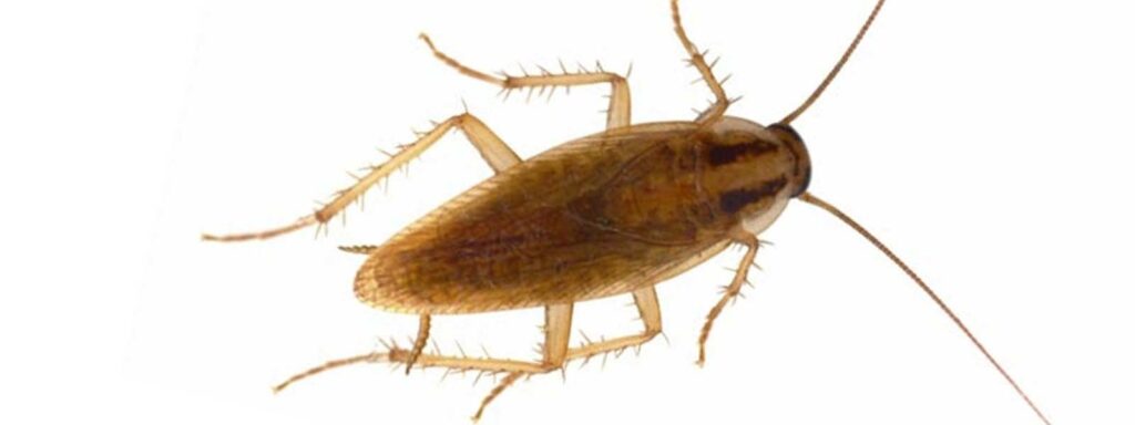 Cockroach Pest Control in San Ramon