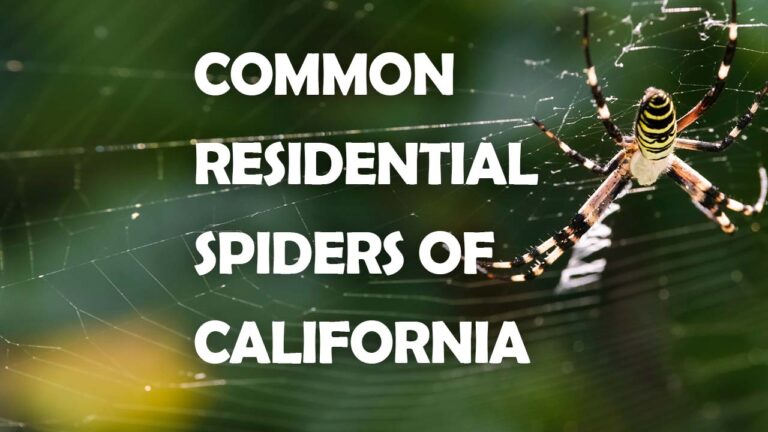 Common Residential Spiders in California