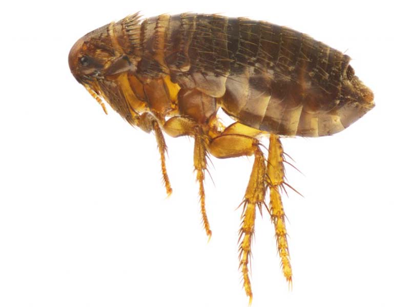 Flea Pest Control in San Ramon