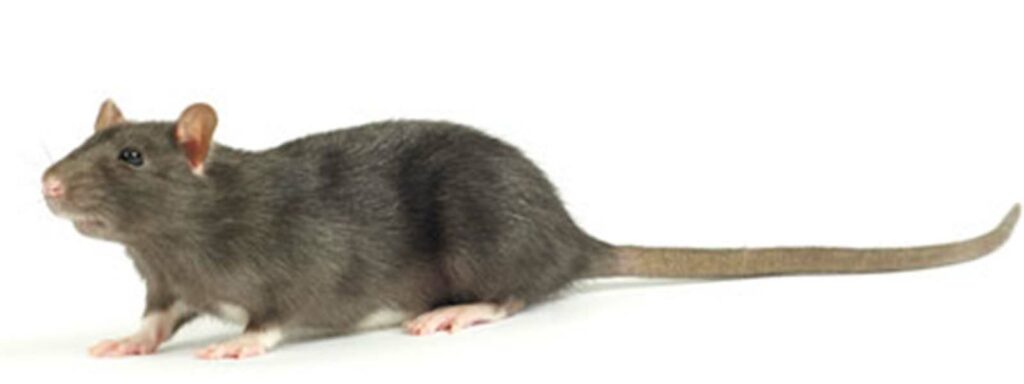 Rat Pest Control in San Ramon