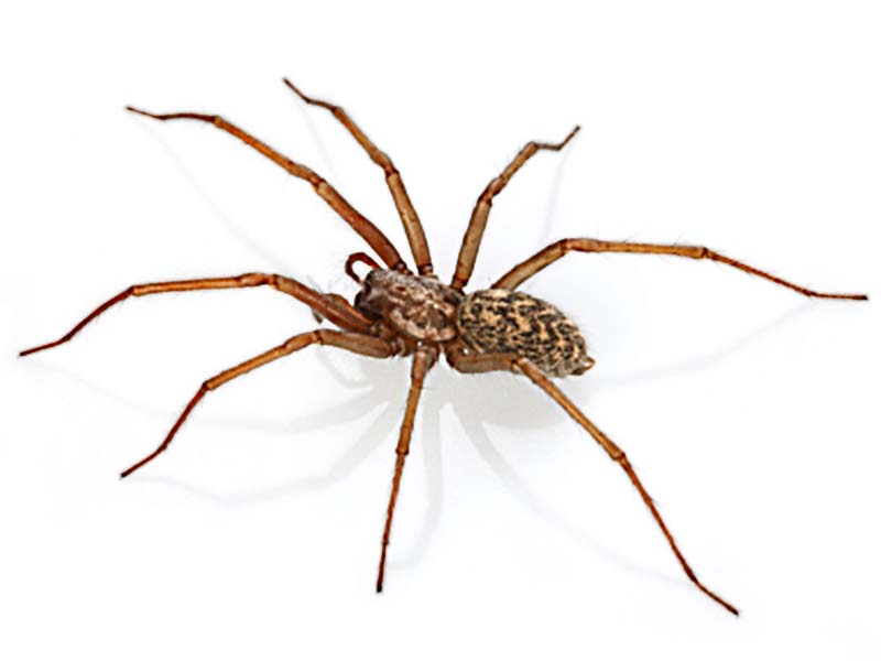 Hobo Spiders  Miche Pest Control