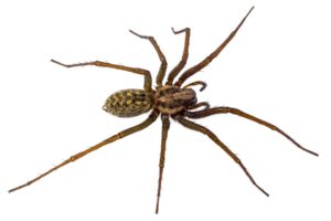 Tegenaria Agrestis or Hobo Spider