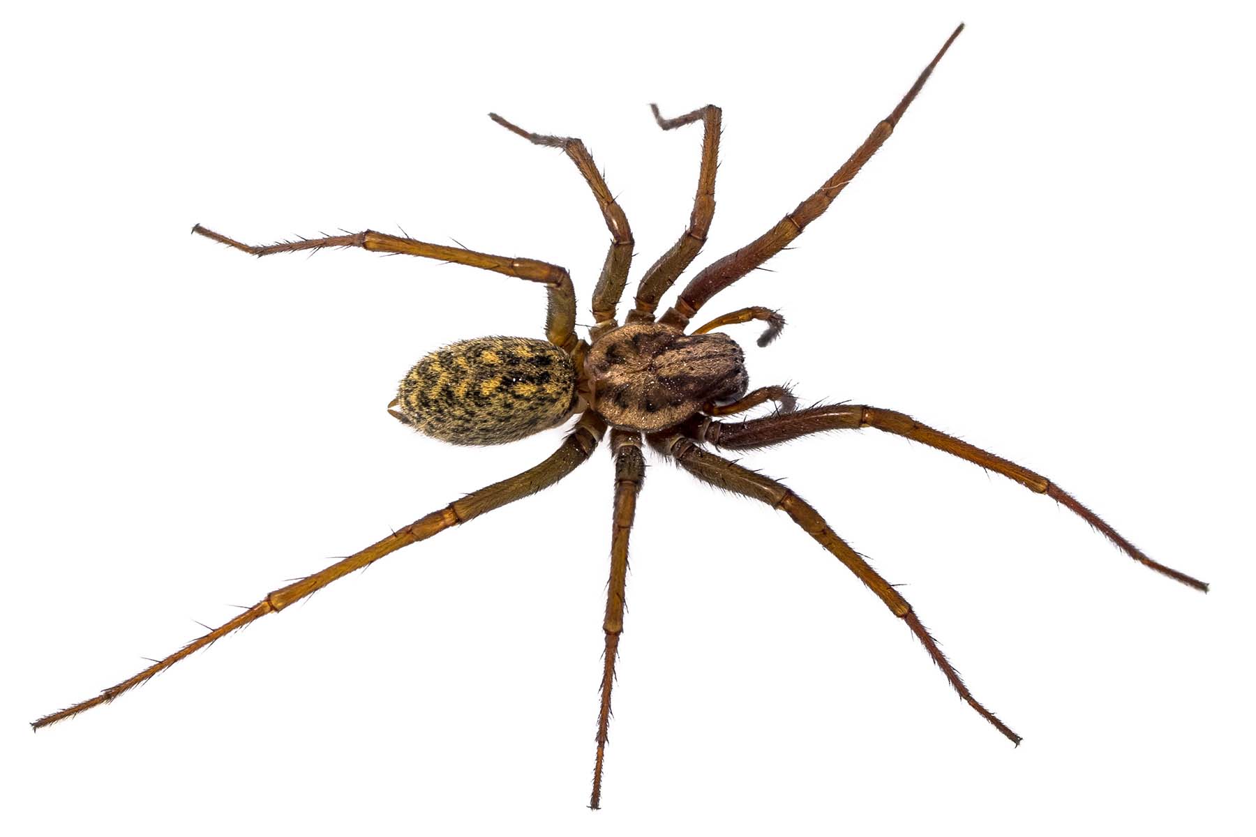 Residential Spiders Of California