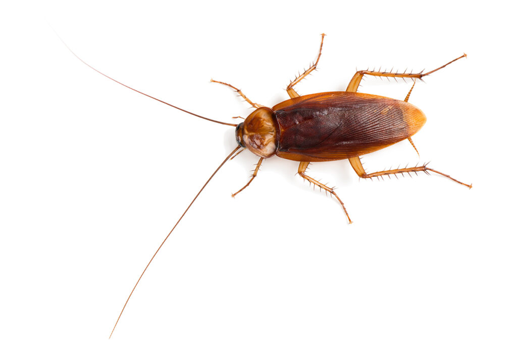American cockroach Periplaneta americana